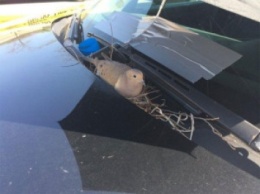 Голубка свила гнездо на капоте полицейской машины