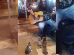 Пушистые меломаны: четыре котенка заслушались игрой уличного музыканта