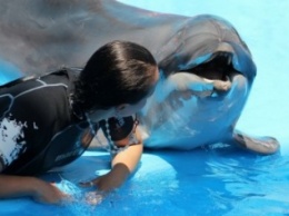 На рынке вакансий появилась «работа мечты» - тренер для дельфинов