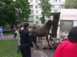 Харьковские "копы" спасли жеребенка (ФОТО)