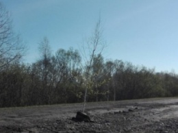 В России в ямы на дорогах высадили деревья (ФОТО)