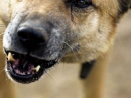 В Харьковской области бешеная собака укусила ребенка