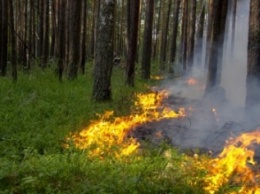Сумчан просят не провоцировать пожары в лесах