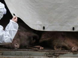 Вспышку африканской чумы свиней зафиксировали в Хмельницкой области