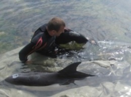 В Крыму спасли оказавшегося на берегу дельфина