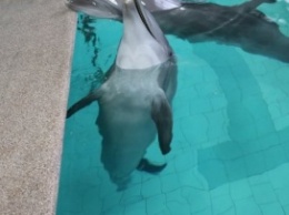 В Трускавце спасают двух замученных дельфинов