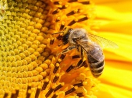 Ученые сообщили о гибели около половины всех пчел в США