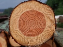 Черниговская полиция поймала недобросовестных экспортеров дерева