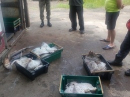 Пограничники задержали «псевдоученых» с крупным уловом рыбы (фото)