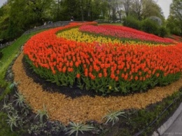 Около 25 тыс. гостей посетило выставку тюльпанов в столице
