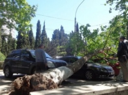 ФОТО: в Ялте дерево рухнуло на платкную паркову с автомобилями