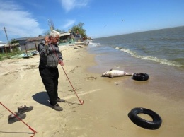 Рыбаки нашли на пляже Мариуполя мертвого дельфина (фото)