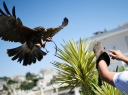 Отель в Каннах отгоняет чаек и голубей от гостей с помощью ястребов (фото)