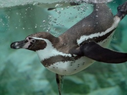 В Новосибирский зоопарк прибыла первая группа пингвинов