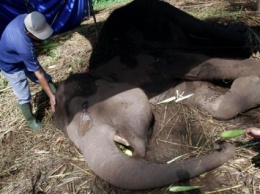 Слон плакал, умирая прикованным цепью в зоопарке Индонезии (фото)