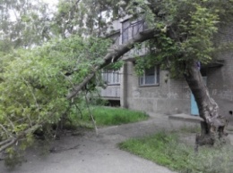 На тротуар рухнуло дерево (фото)