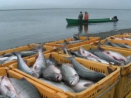 Украинские рыболовы бьют тревогу: воды много, а рыбы нет