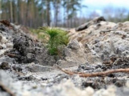 На Днепропетровщине в этом году высадили 117 га новых лесов