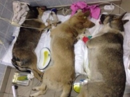 На одесских Черемушках массово отравили собак (ФОТО)