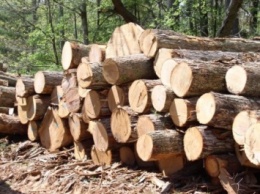 Профессиональный обзор древесины, задержанной в Чопе, провели в Закарпатской области