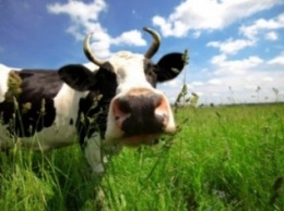 Самые молочные коровы в Черниговской области пасутся в Бахмаче