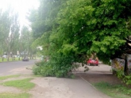 На Центральном проспекте в любой момент на головы прохожих может упасть дерево (ФОТО)