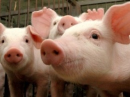 В Крыму отменен еще один режим ЧС - по африканской чуме свиней