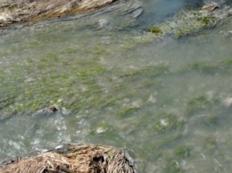 Состояние воды в реке Хомора в Житомирской области снова ухудшилось