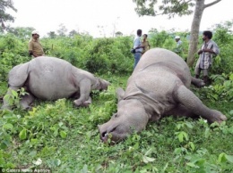 В Индии молнией убито семейство носорогов (фото, видео)