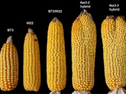 Ученые планируют решить проблему голода с помощью "двухголовой" кукурузы