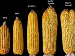 Ученые: Генетическая мутация повысила урожайность кукурузы на 50%