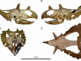 Идентифицирован новый вид динозавров с клювом и загнутыми рогами