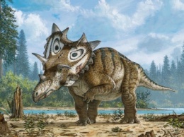 Коллекционер-аматор случайным образом открыл новый вид динозавра (фото)