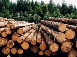 СБУ разоблачила нелегальный "бизнес" по вывозу леса на временно оккупированные территории