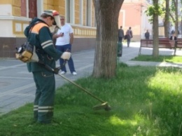 Власти Симферополя обнародовали график покоса травы в городе