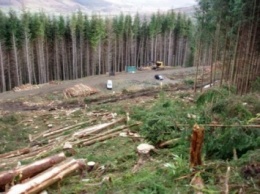В 2015 году незаконные вырубки леса нанесли ущерб более чем на 10 млн грн