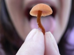 В Запорожской области грибами отравились пятеро человек