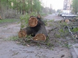 Опиловка в Покровске (Красноармейске) продолжается: планируется удалить еще 560 аварийных деревьев
