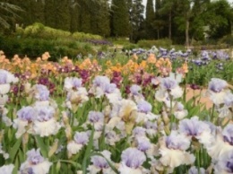 200 сортов ириса одновременно цветут в Никитском саду