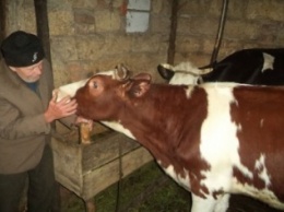 Украденных на Полтавщине коров нашли в Черниговской области