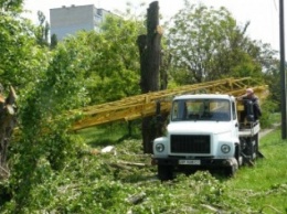 Как «Запорожоблэнерго» в Бердянске по-варварски деревья вырубало (фотофакт)