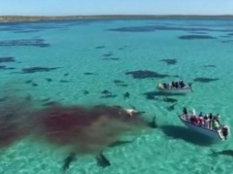 Семьдесят акул растерзали кита на глазах у туристов. Видео