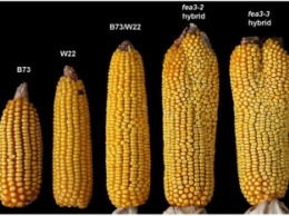 Новый сорт кукурузы поможет решить проблему голодающих