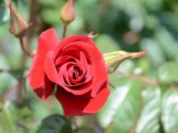 Впервые в истории Никитского сада открыта экспозиция созданных здесь в конце XX - начале XXI века сортов роз