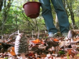 В Краматорске скончалась любительница лесных грибов