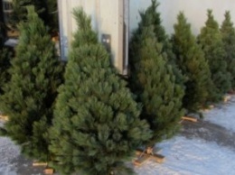 Днепрянам рассказали, сколько в этом году придется заплатить за новогоднюю елку