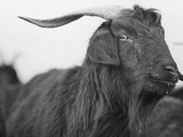Сожравшая в Сербии 20 тысяч евро коза пошла прямиком на шашлык