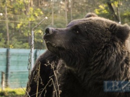 В Нью-Джерси рабочие склада Amazon пострадали от спрея для отпугивания медведей