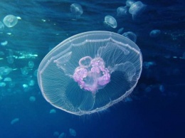 Ученые впервые расшифровали геном медузы