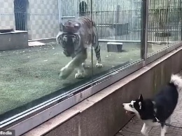 В Китае посетители зоопарка смеялись, наблюдая за «игрой» тигра и собаки, разделенных стеклом. А ведь это совсем не смешно